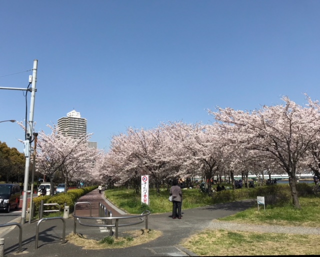 ※荒川河川敷の小松川千本桜は今が見頃です♪ | 新たなる挑戦 | 吉田竜太オフィシャルブログ | SUS所属のアスリート応援サイト